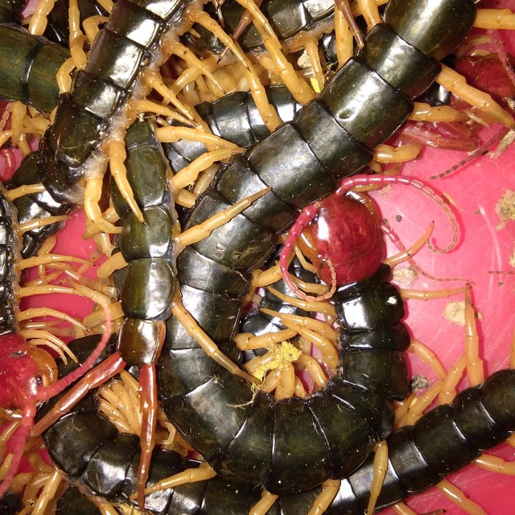 蜈蚣小苗批发活蜈蚣农业养殖基地教技术箱养