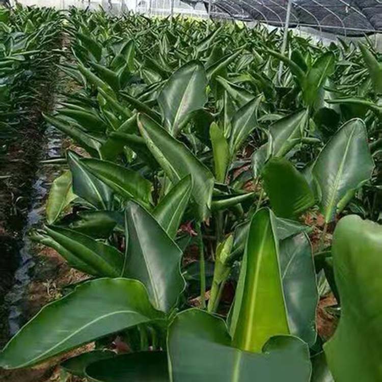 鹤望兰盆花小苗种植基地鹤望兰袋苗多年生草本植物