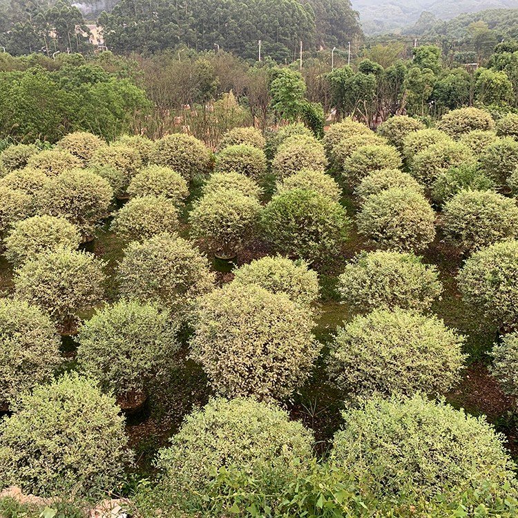 银姬小蜡球容器苗 庭院绿化花坛球形银姬小蜡 基地直供