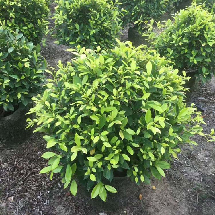 黄金榕球移植苗 常绿小灌木黄金榕袋苗 园林景观工程 多规格供应