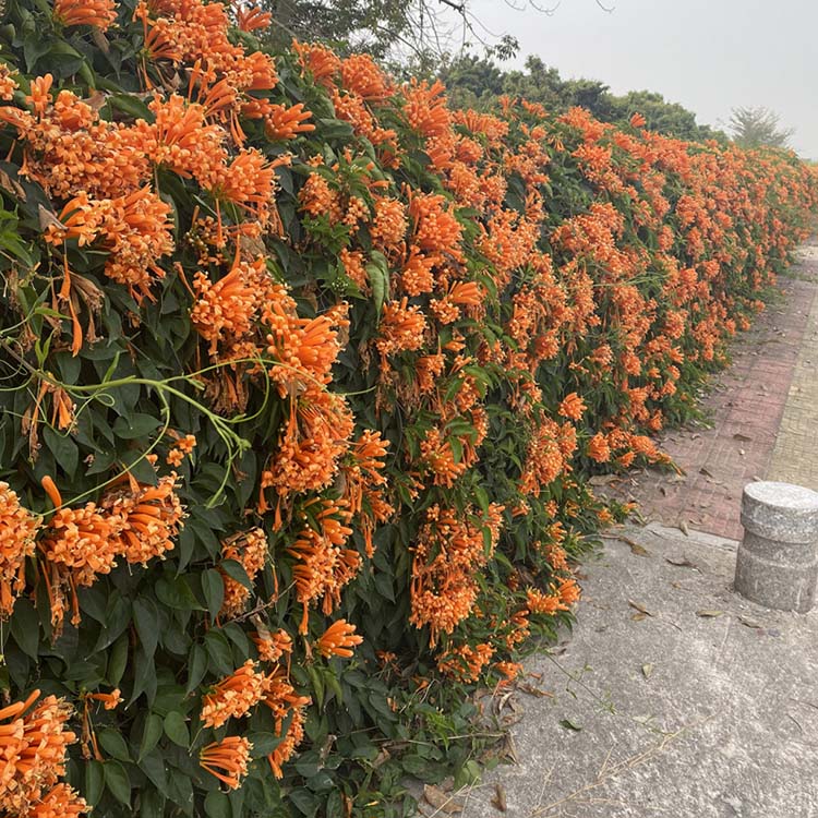 炮仗花袋苗炮仗花盆栽攀援花卉炮仗花爬藤植物生长快