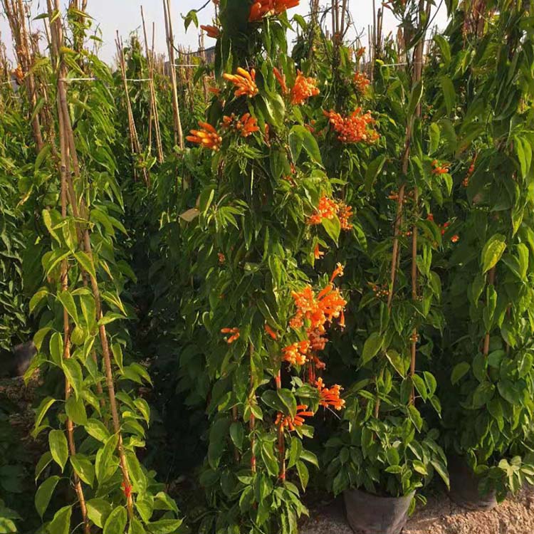 炮仗花袋苗炮仗花盆栽攀援花卉炮仗花爬藤植物生长快