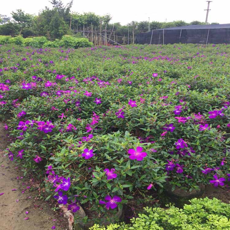 野牡丹球移植苗野牡丹球容器苗紫牡丹批发