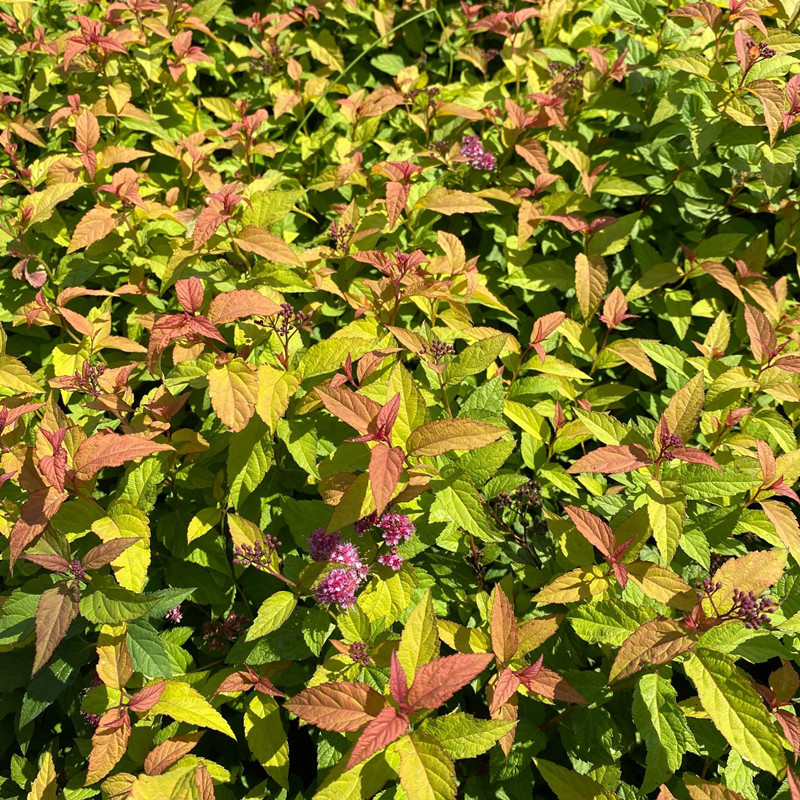 粉花繡線菊園林花境花壇植物立夏開花