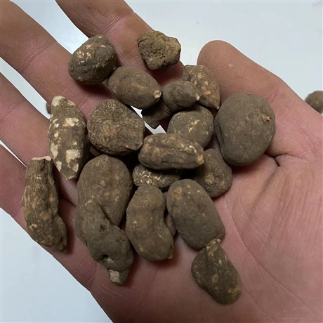 中药材祖师麻祖师麻今日报价