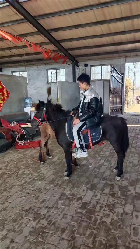 崇文区景区专用德保矮马动物园用德保矮马免费提供马具德保矮马价格
