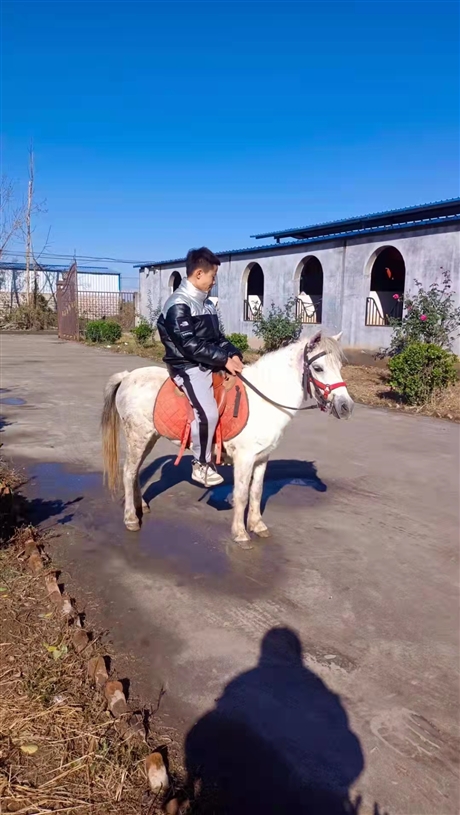 房山区袖珍马德保矮马德保矮马价格免费提供马具德保矮马价格