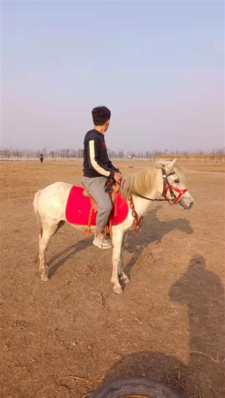 石景山区家养宠物德保矮马骑乘德保矮马免费提供马具德保矮马价格