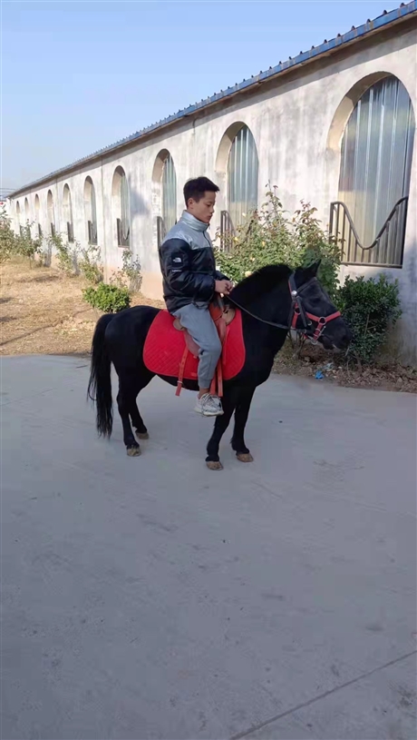 宣武区景区专用德保矮马德保矮马品种免费提供马具德保矮马价格