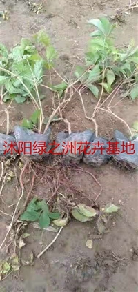 爬山虎杯苗品种简介