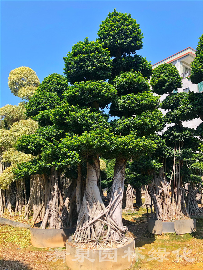 精品造型小叶榕桩头精品小叶榕桩头批发福建造型小叶榕桩景