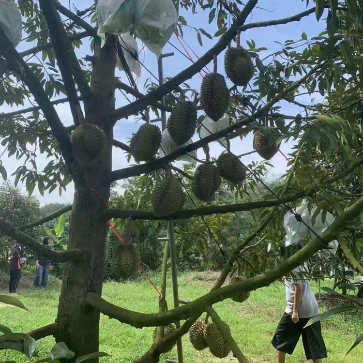 榴莲树苗榴莲小苗各种规格供应量大从优