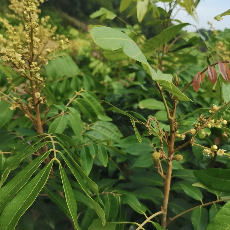 龙眼树小苗龙眼树袋苗自有基地大量批发