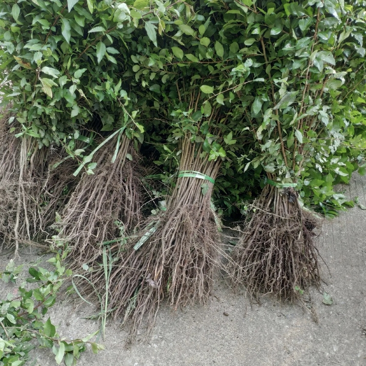 鸟梨树苗 鸟梨小苗 各种水果树 大量批发