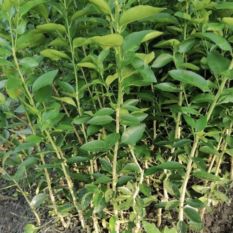 柠檬苗 柠檬小苗 柠檬树苗批发价格 量大价优