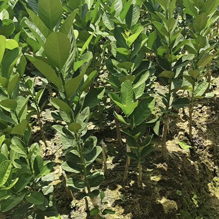 柠檬苗 柠檬小苗 柠檬树苗批发价格 量大价优
