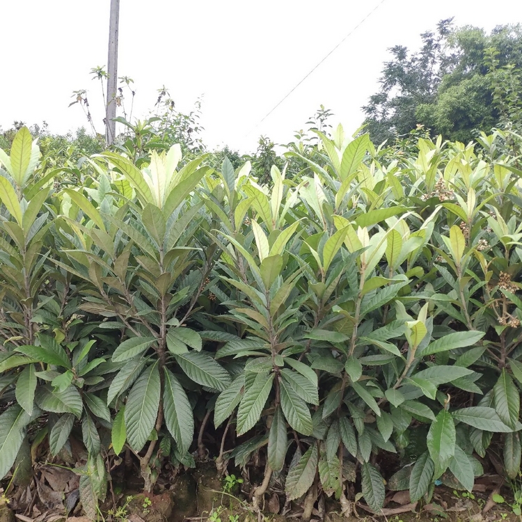 枇杷小苗枇杷树苗果园栽植园林观果苗木