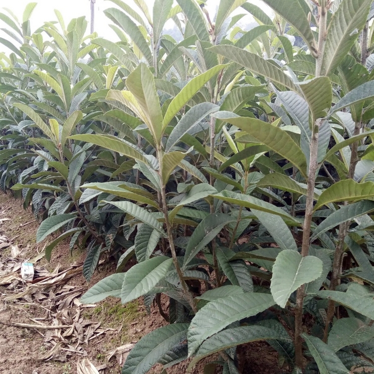 枇杷小苗枇杷树苗果园栽植园林观果苗木