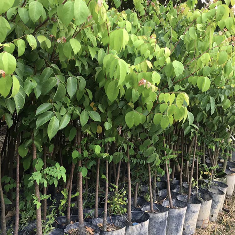 杨桃苗杨桃树苗嫁接杨桃果苗各种规格供应