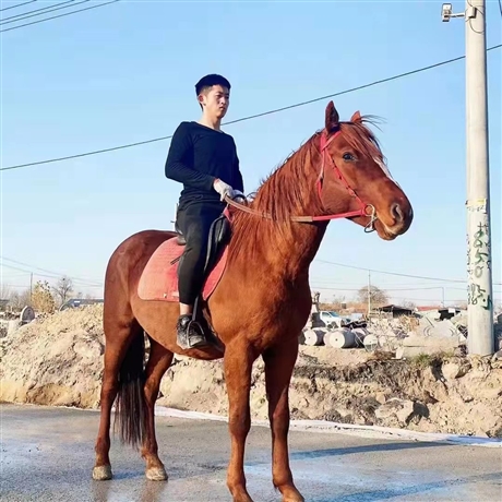 石景山區(qū)馴化好的德保矮馬價格動物園用德保矮馬免費提供馬具德保矮馬價格