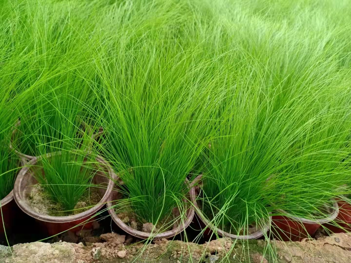 多年生常绿细茎针芒墨西哥羽毛草花坛花境镶边耐旱植物
