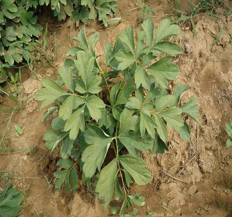 白芍苗白芍苗供应