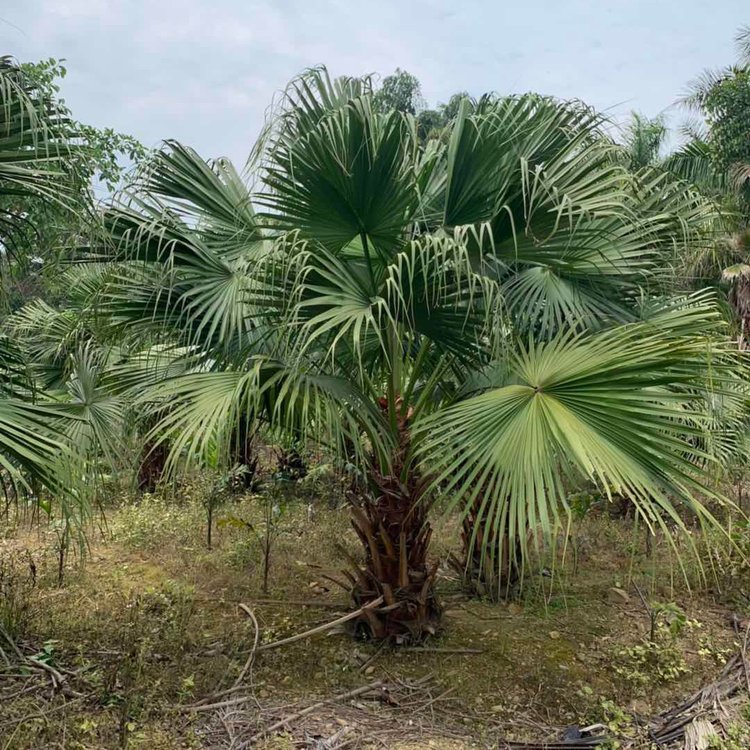 福建漳州 蒲葵批发 多规格移植蒲葵树 各种棕榈树常绿乔木