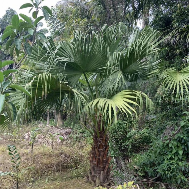 福建漳州 蒲葵批發 多規格移植蒲葵樹 各種棕櫚樹常綠喬木