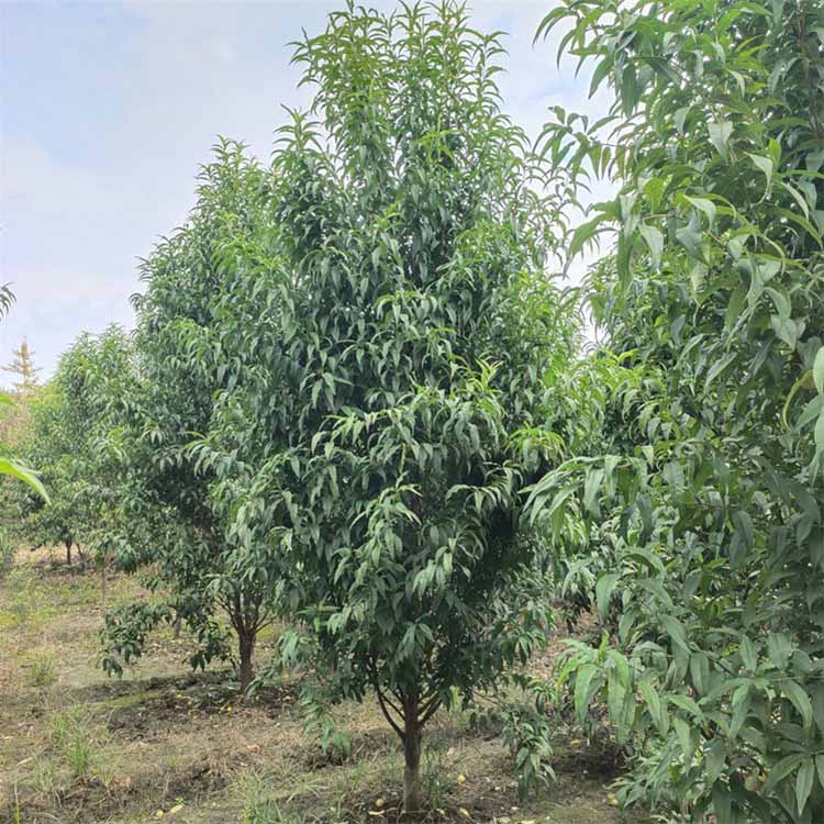 碧桃树苗 红叶碧桃基地批发 规格齐全 树形美观绿化用