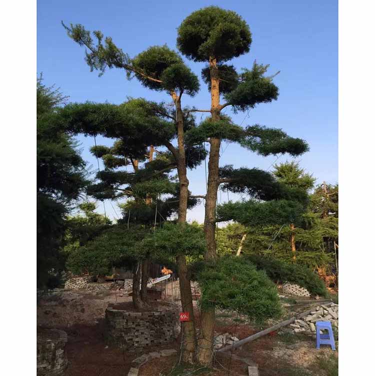 基地批發杜松盆景 造型杜松 福建產地直供 歡迎諮詢