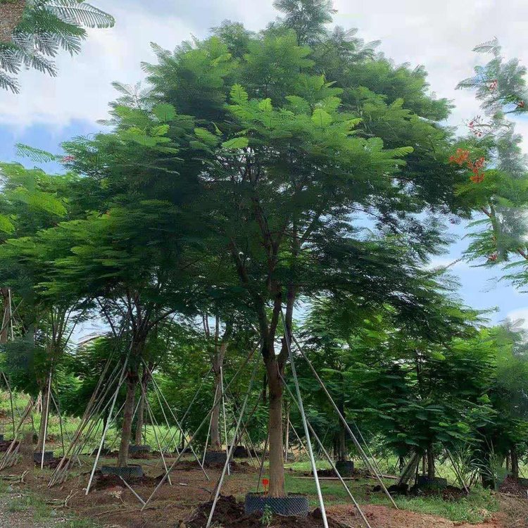 全冠凤凰木产地批发 绿化工程用树凤凰木移植苗 大量供应
