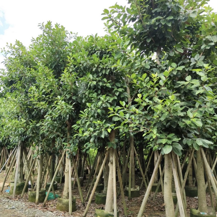 高山榕移植苗 高山榕容器苗 四季常绿 树形优美