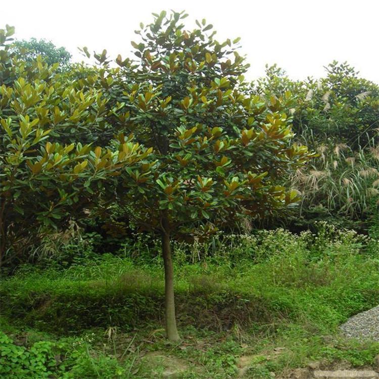 荷花玉蘭常綠喬木,在原產地高達30米;樹皮淡褐色或灰色,薄鱗片狀開裂