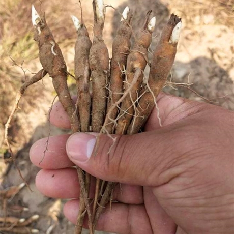 白芍種苗基地供應(yīng)圖片