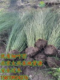 细叶芒今年价格-北京大兴种植基地-细叶芒的形态特征/厂家批发