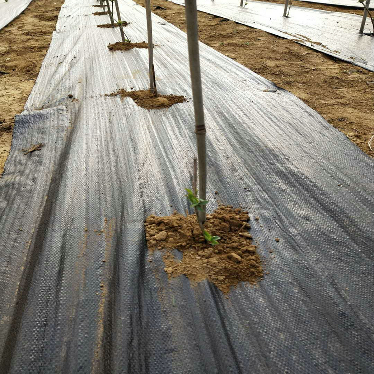 100克pe防草布河南柑橘园大面积安装防草布茶园防草地布除杂草无毒性