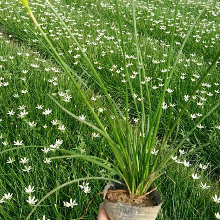 白花葱兰小苗 红花葱兰袋苗 葱莲绿化苗 玉帘 福建基地