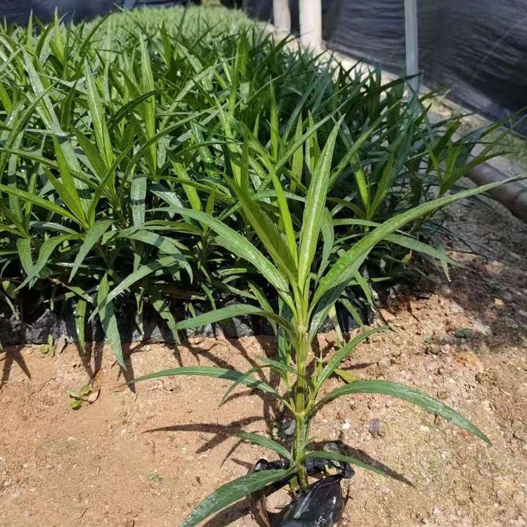 绿化翠芦莉小苗 园林景观地被植物 蓝花草杯苗 兰花草袋苗