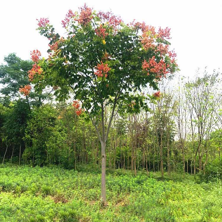 全缘叶栾树移植苗 全缘叶栾树各种规格供应 行道树价格优惠