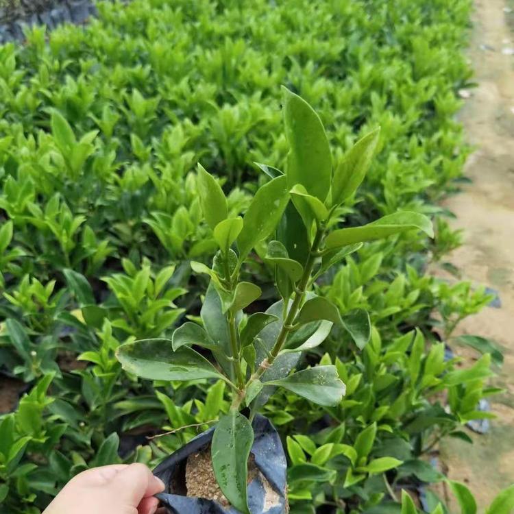 非洲茉莉小苗批發報價 非洲茉莉容器苗 華灰莉木工程苗