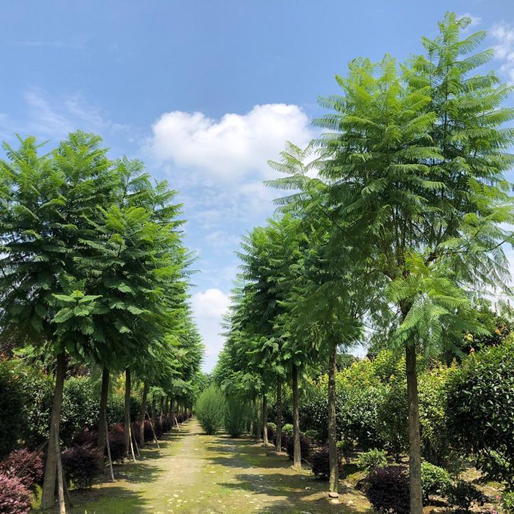 蓝花楹移植苗 蓝花楹容器苗 福建基地批发 大量供应