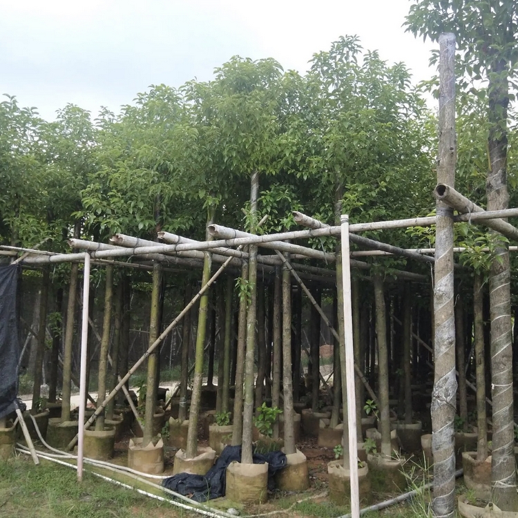 香樟移植苗 香樟容器苗 自家苗圃供應批發