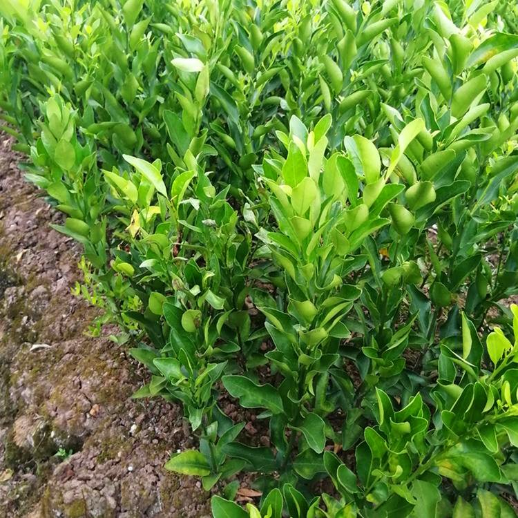 椪柑苗基地椪柑苗销售椪柑苗多少钱一棵