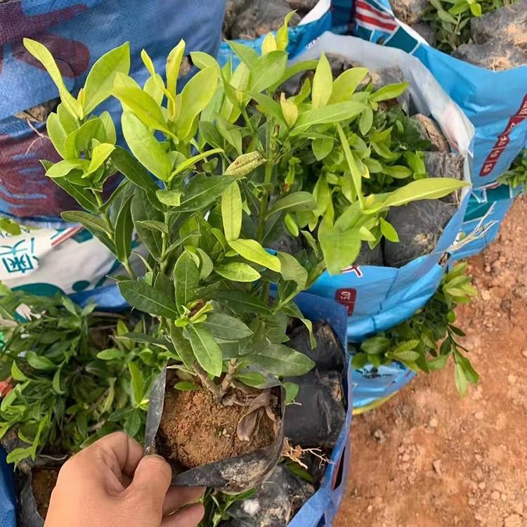 小叶龙船花容器苗 红色龙船花小苗 四季开花 仙丹花袋苗