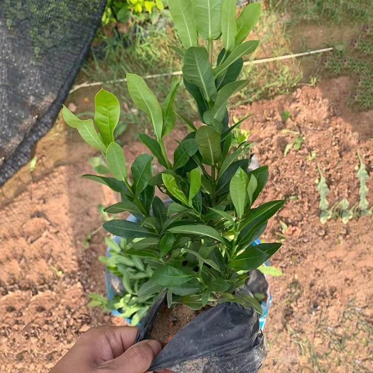 小叶龙船花容器苗 红色龙船花小苗 四季开花 仙丹花袋苗