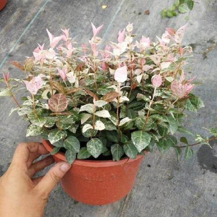 花葉絡石地被苗價格 觀葉植物 花葉絡石小苗 園林綠化苗木