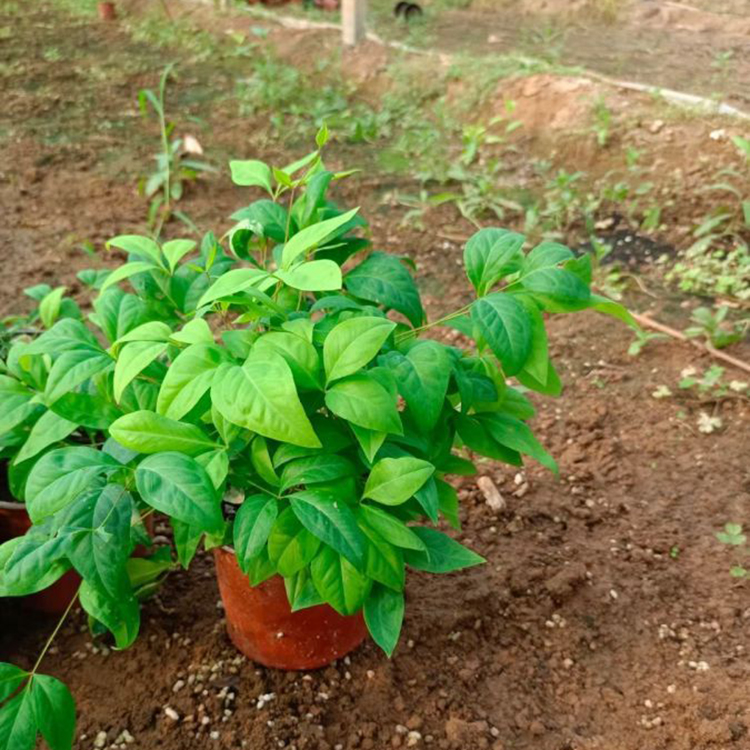 玉果南天竹盆栽 南天竺盆景 庭园美化花卉 常绿灌木