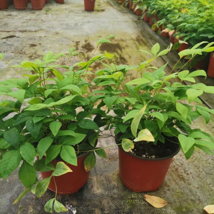 玉果南天竹盆栽 南天竺盆景 庭园美化花卉 常绿灌木
