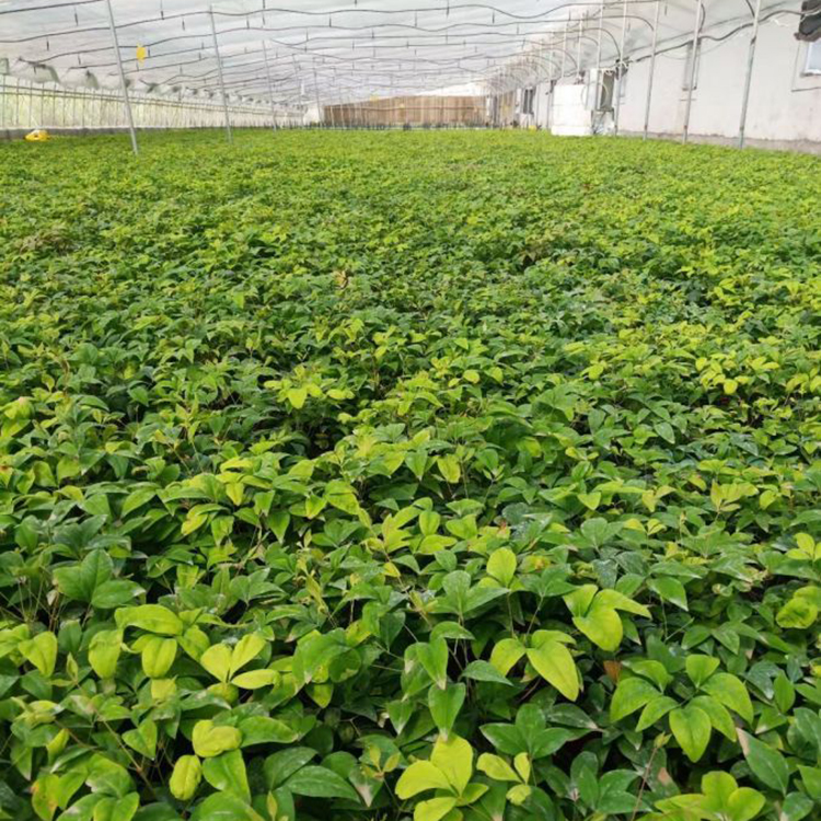 玉果南天竹盆栽 南天竺盆景 庭园美化花卉 常绿灌木