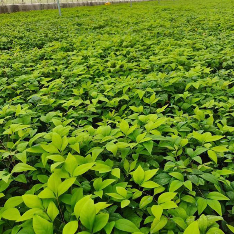 玉果南天竹盆栽 南天竺盆景 庭园美化花卉 常绿灌木